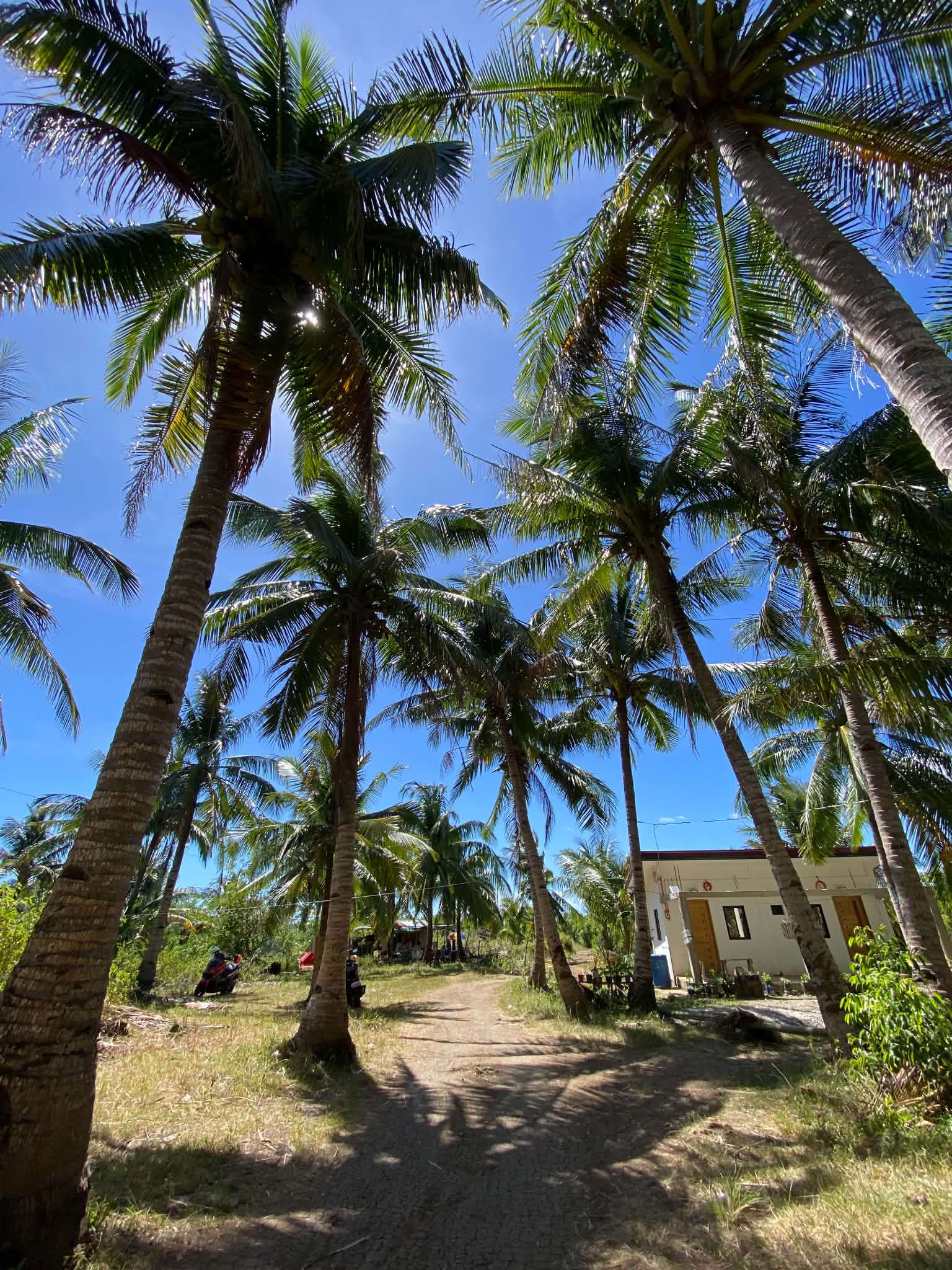 Coconut Grove